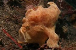 and a nother yawning frog fish by Brad Cox 